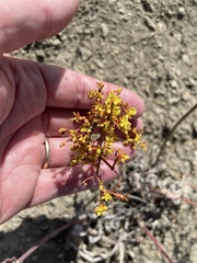 Eriogonum brevicaule