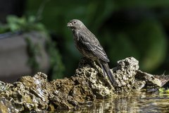 Haemorhous mexicanus