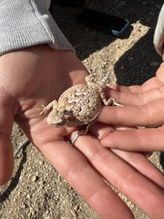 Phrynosoma platyrhinos