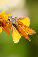 Copaeodes aurantiaca
