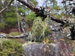Usnea hirta