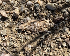 Phrynosoma platyrhinos