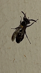 Polybia paulista