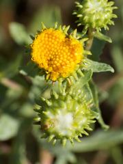 Grindelia nuda aphanactis