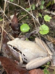 Litoria latopalmata