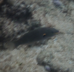 Stethojulis balteata