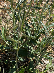 Pterocaulon virgatum