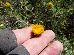 Grindelia nuda aphanactis
