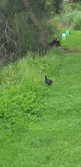 Gallinula tenebrosa