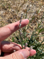 Pterocaulon virgatum