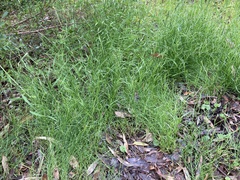 Wahlenbergia capillaris