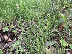 Wahlenbergia capillaris