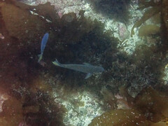 Caulolatilus princeps