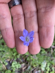 Wahlenbergia capillaris