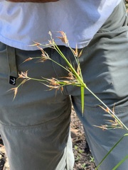 Rhynchospora macrostachya