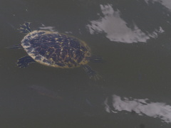 Pseudemys