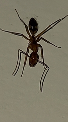 Camponotus