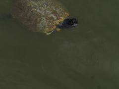 Pseudemys