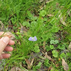 Wahlenbergia capillaris