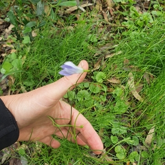 Wahlenbergia capillaris