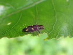 Nascioides enysi