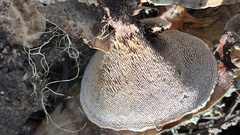 Hydnellum scrobiculatum