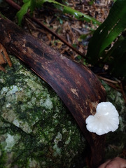 Oudemansiella australis