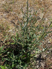 Pterocaulon virgatum