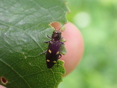 Nascioides enysi