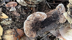 Hydnellum scrobiculatum