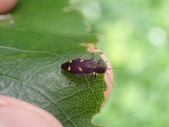 Nascioides enysi