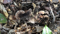 Hydnellum scrobiculatum