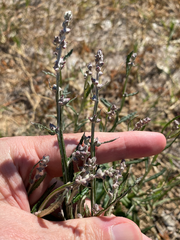 Pterocaulon virgatum