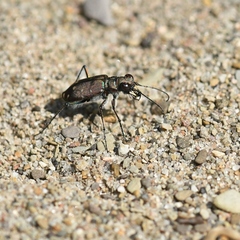Cicindela duodecimguttata