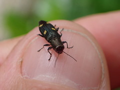 Nascioides enysi