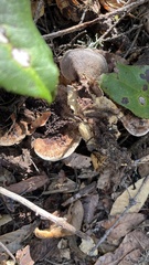 Hydnellum scrobiculatum