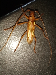 Eburodacrys fortunata