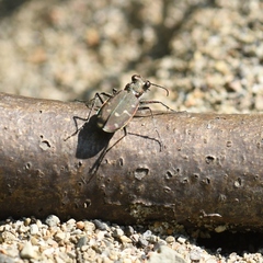 Cicindela duodecimguttata
