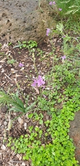 Arthropodium strictum