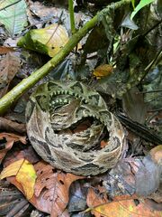 Bothrops asper