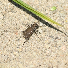 Cicindela duodecimguttata