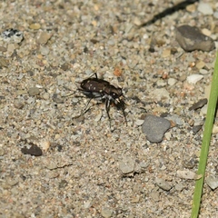 Cicindela duodecimguttata