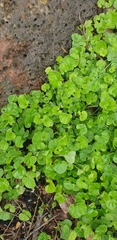 Dichondra repens