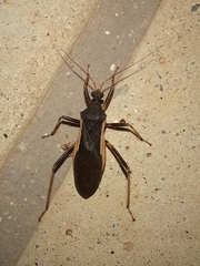 Zelurus albispinus