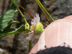 Erigeron tracyi