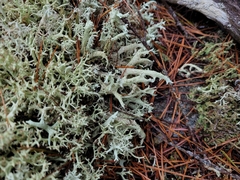 Cladonia boryi
