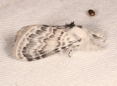 Apotolype brevicrista