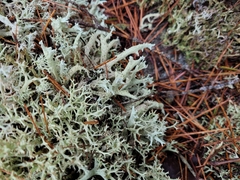 Cladonia boryi