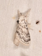 Apotolype brevicrista