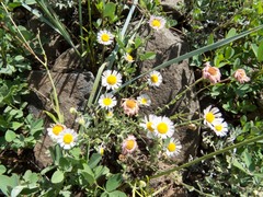 Erigeron tracyi